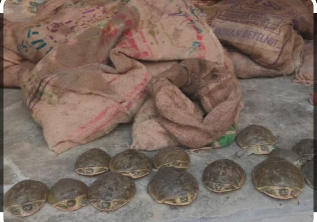 खड़गपुर स्टेशन से चालीस कछुए बरामद, सुवर्णरेखा नदी में छोड़ा, एक गिरफ्तार