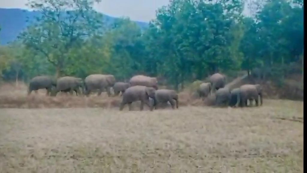 डुमरी में रेलवे ट्रैक पर पहुंचे हाथी, बैरिकेडिंग तोड़ी, ट्रेन की चपेट में आने से बचे
