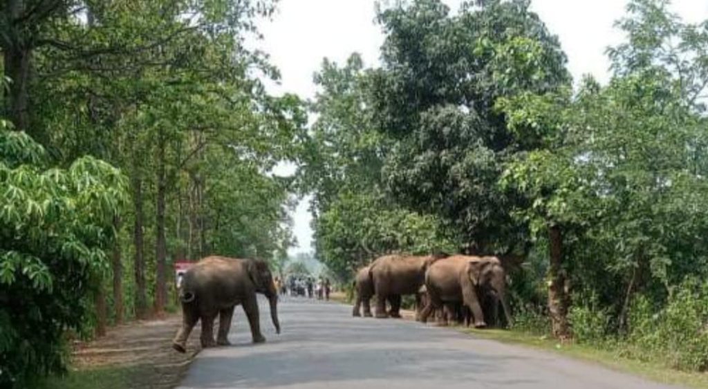 Chaibasa: ओडिसा से झारखंड में घुसा 23 हाथियों का झुंड, दहशत में लोग