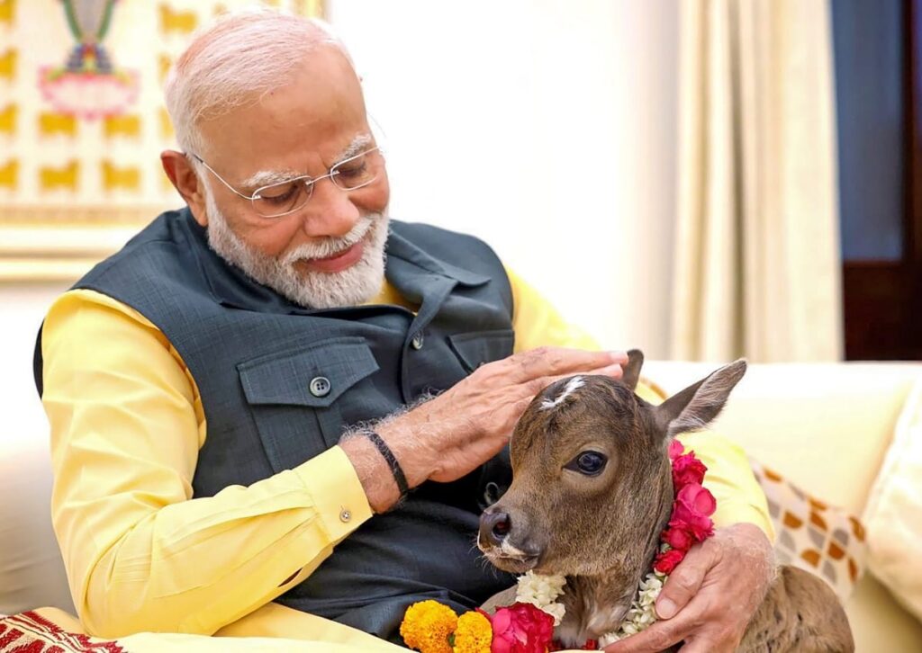 PM House: प्रधानमंत्री के आवास में बछिया का जन्म, ‘दीपज्योति’ रखा नाम, पीएम मोदी ने किया दुलार