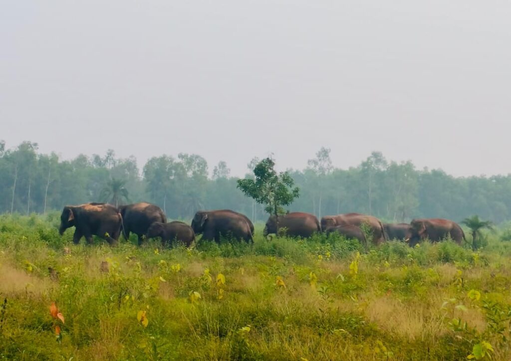 Elephant Corridor: बहरागोड़ा के गंधानाटा जंगल में पहुंचे हाथी, दहशत, नीमडीह प्रखंड में 10 हाथियों का झुंड मचा रहा उत्पात