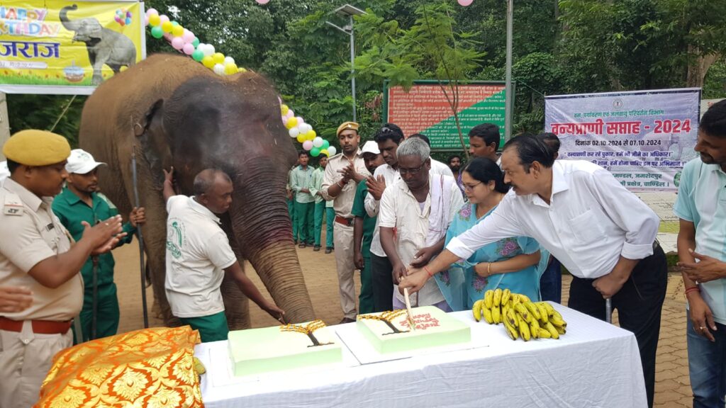 Dalma News: दलमा में ‘रजनी’ हथिनी का मना 15वां जन्मदिन, 20 पाउंड का कटा केक, बच्चों और वन विभाग के कर्मियों ने गाये बर्थडे सेलिब्रेशन सॉन्ग