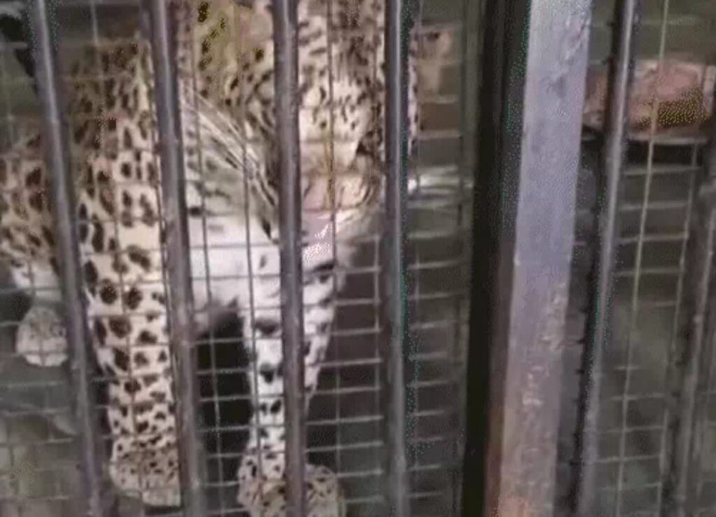 Tata Steel Zoological Park: टाटा स्टील जूलॉजिकल पार्क नये साल के लिए तैयार, चार नए तेंदुए का कर सकेंगे दीदार, बटरफ्लाई पार्क भी तैयार, जानें और नया क्या है