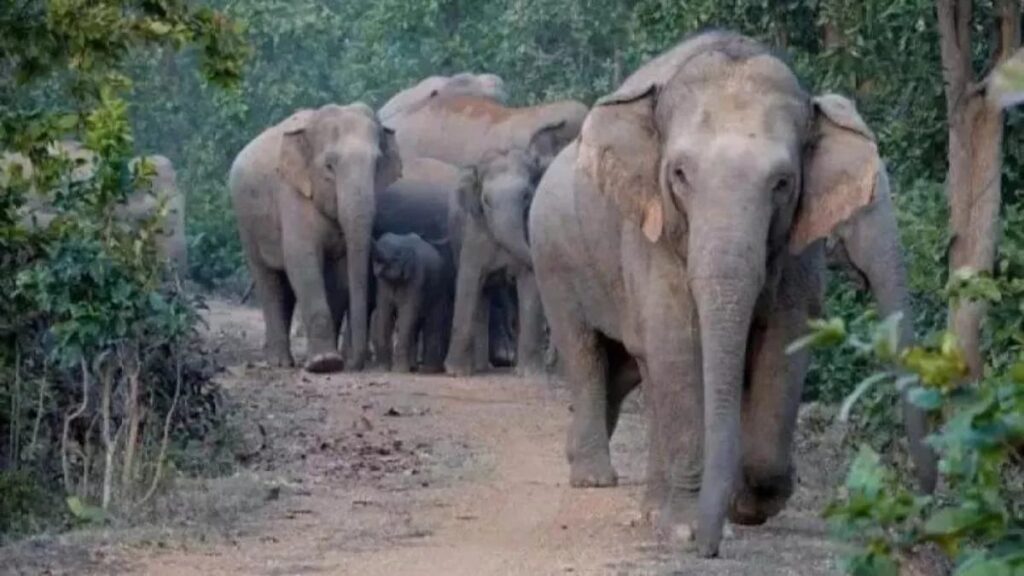 Elephant Attack: सुंदरगढ़ जिले में जंगली हाथी ने घर तोड़ा, फिर दो बहनों को सोते में कुचलकर मार डाला, मां ने भागकर बचायी जान