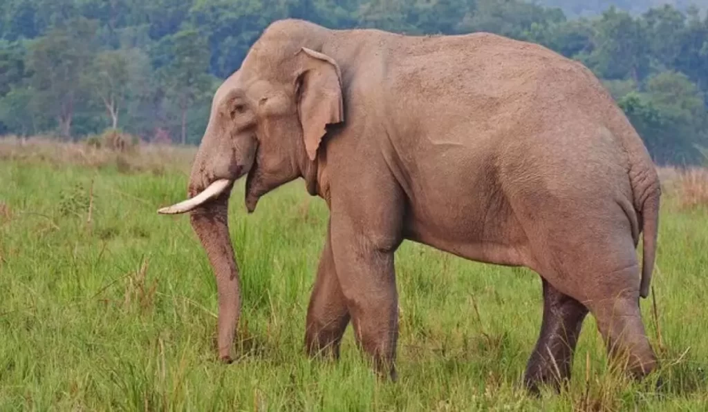 Odisha: मयूरभंज के सिमिलीपाल में बाघों और जंगल का रक्षक हाथी ‘महेंद्र’ की मौत, नक्सलियों की गोली और शिकारियों के तीर से भी हुआ था जख्मी