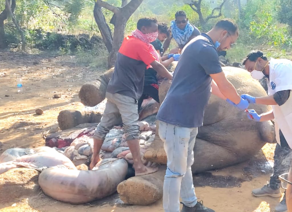 Chaibasa: जगन्नाथपुर के पट्टाजैंत जंगल से लहूलुहान अवस्था में हाथी का शव बरामद, मुंह से रक्तस्राव व दांत गायब मिले, मौत के कारणों की जांच में जुटा वन विभाग