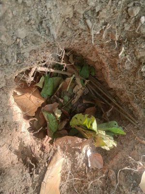 west singhbhum : छोटानागरा जंगल में दबाकर रखा था मौत का जाल, 5-5 किलो के तीन आइइडी बरामद