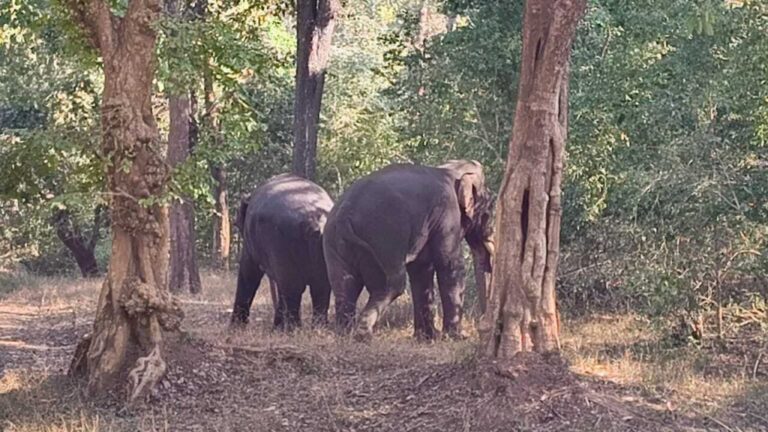Elephant Dead: पांच साल का हाथी मृत पाया गया, 15 दिन पूर्व हुआ था जख्मी, मथुरा से पहुंची टीम कर रही थी इलाज