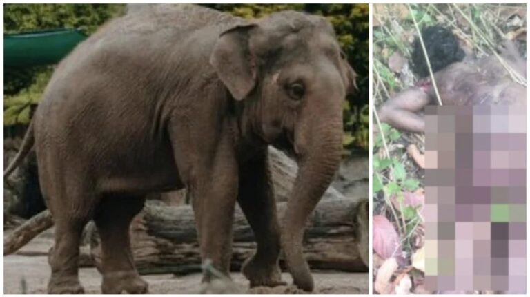 West Singhbhum: मनोहरपुर में जंगली हाथी का आतंक, घर में सो रहे युवक को सूंड़ से लपेट कर खींचा, फिर पटक कर मार डाला, पत्नी की सूझबूझ से बचे बच्चे, दहशत में ग्रामीण