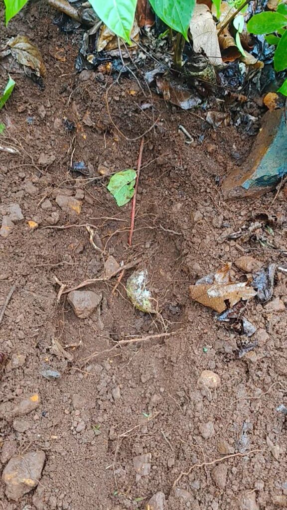 Chaibasa Naxal: सुरक्षाबलों ने नक्सली ठिकाने से 14 IED और 50 किलोग्राम से अधिक विस्फोटक सामग्री किया बरामद