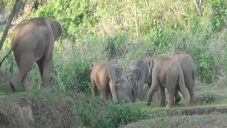 Saraikela:चांडिल में जंगली हाथियों के झुंड ने दो महिलाओं पर बोला हमला, एक को कुचलकर मार डाला, एक घायल