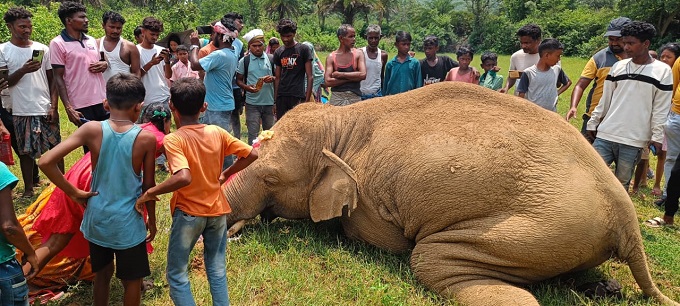 Saraikela: नीमडीह के आमड़ा बेड़ा में दंतेल हाथी की मौत, खेत में पड़ा था शव, ग्रामीणों ने वन विभाग पर लापरवाही का लगाया आरोप
