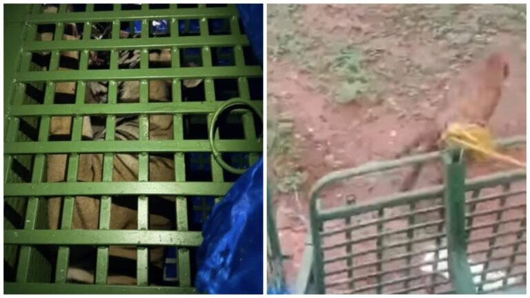 Tiger Rescue: सिल्ली में किसान के घर में फंसे बाघ ‘किला’ को 13 घंटे की मशक्कत के बाद सुरक्षित बाहर निकाल पलामू बाघ अभयारण्य में छोड़ा गया