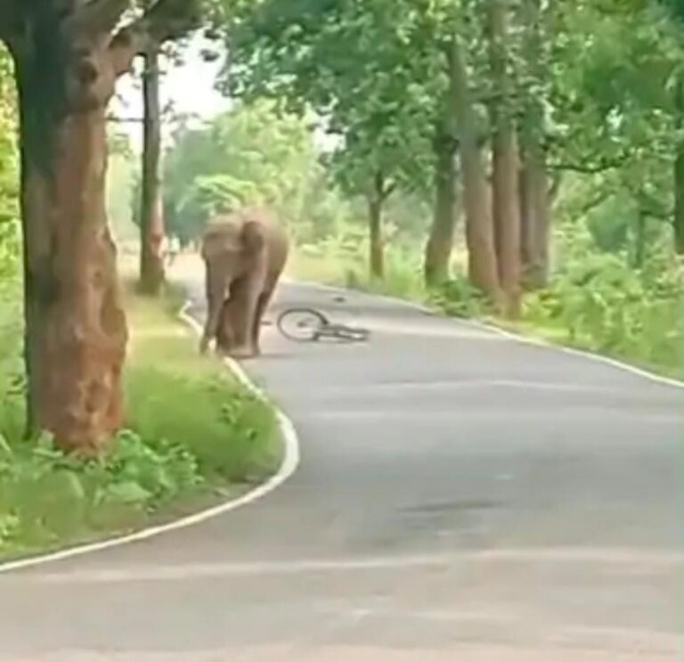 Chakulia: चाकुलिया के बड़ामारा में सड़क पर जंगली हाथी का कब्जा, दहशत में राहगीर, साइकिल और बाइक को किया क्षतिग्रस्त, लोगों ने भागकर बचाई अपनी जान