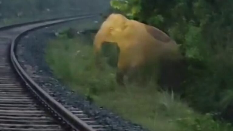 Railway: रेलवे ने हथिनी के प्रसव के लिए रोकी ट्रेनें, पटरियों पर ही बच्चे को दिया जन्म, मुस्तैद रही वन विभाग की टीम