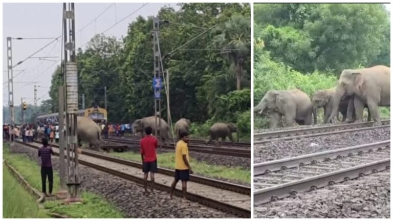 Train Incident: टाटानगर-खड़गपुर सेक्शन पर जनशताब्दी से कटकर 3 हाथियों की मौत के बाद अब भी रेलवे ट्रैक के पास मंडरा रहे कई हाथी, विलाप से गूंज रहा पूरा इलाका, दहशत