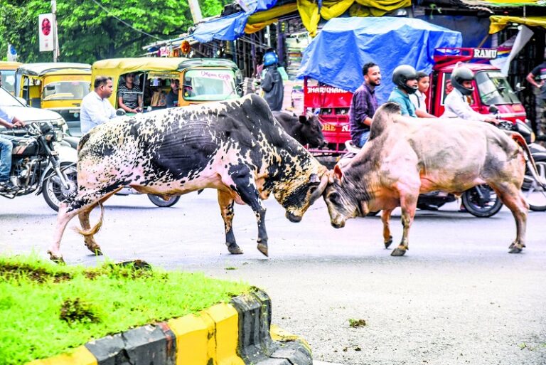 Jamshedpur : साकची में फिर से बीच सड़क पर ”साडों की फाइटिंग” भगदड़ की स्थिति
