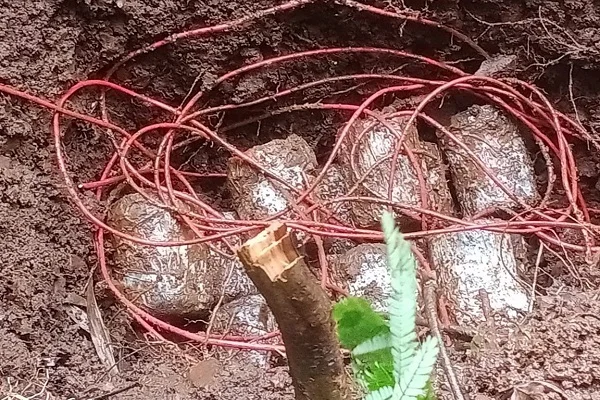 चाईबासा के जंगलों में फिर मिले 16 शक्तिशाली IED, किये गये डिफ्यूज, टोकला में मिला विस्फोटक