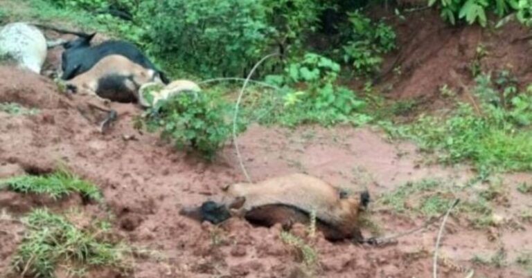 Chaibasa : करंट की चपेट में आकर 6 बकरियों की मौत, ग्रामीणों ने मांगा मुआवजा