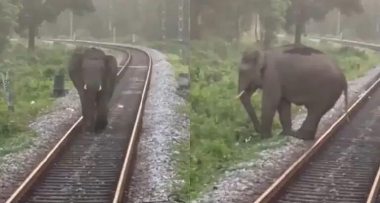 रेलवे ट्रैक पर चल रहा था हाथी, पायलट ने रोकी ट्रेन, बंगाल की घटना सोशल मीडिया में वायरल