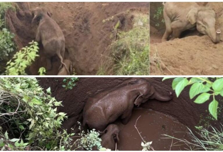 Jharkhand Elephant Rescue : छह घंटे की मशक्कत के बाद हाथिनी व उसके बच्चे को कुएं से निकला गया, 42 हाथियों के झुंड से बिछड़ गए थे दोनों