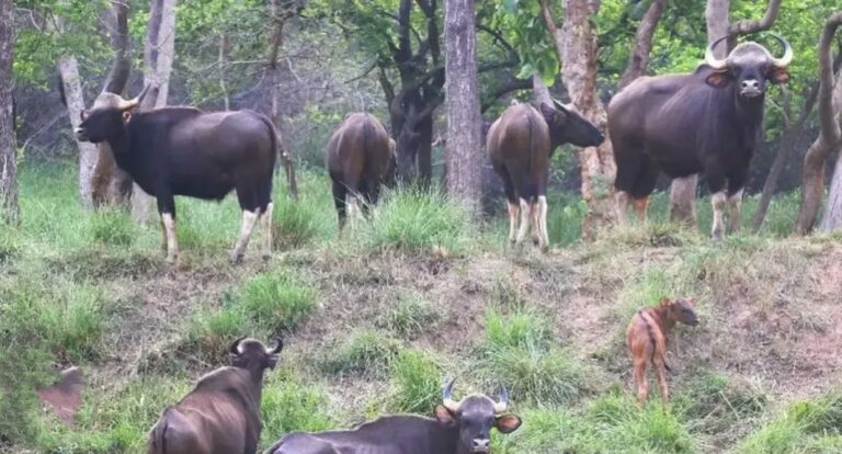 Jharkhand: झारखंड के जंगल में दिखेंगे ‘जंगली भैंसा’, सरकार ने अब मध्यप्रदेश से 50 मादा ‘बाइसन’ लाने के लिए केंद्र से मांगी अनुमति