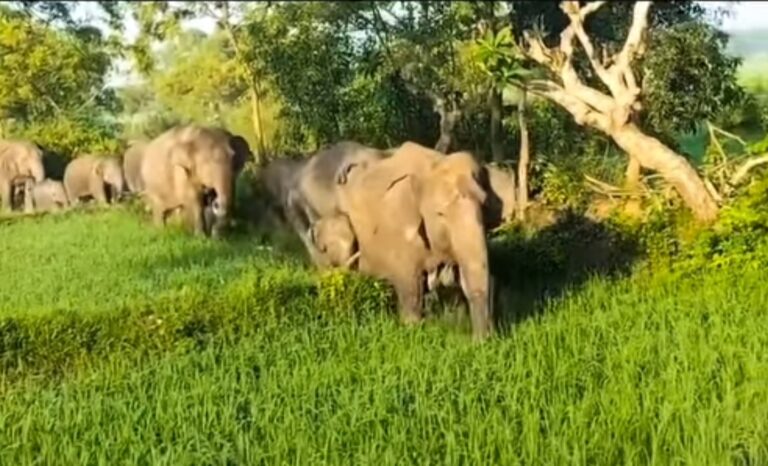 Elephant In Saranda: सारंडा में गजराज का डेरा; आनंदपुर व मनोहरपुर के गांव जंगली हाथियों के आतंक से दहशत में, धान की फसलों को पहुंचा रहे नुकसान