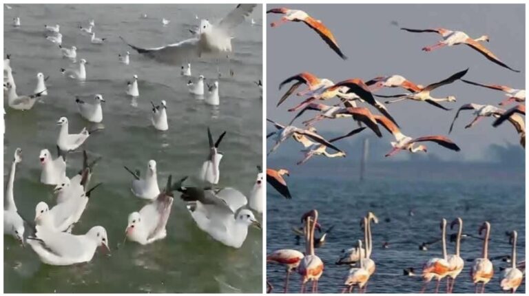 Migratory birds Jharkhand: पारा गिरने के साथ ही डिमना, चांडिल डैम समेत राज्य के जलाशयों में प्रवासी पक्षियों का आगमन शुरू, हर साल आते हैं करीब 30,000 पक्षी