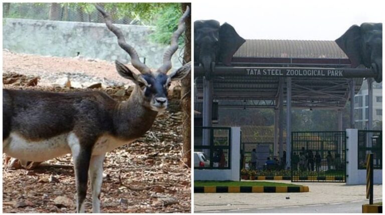 Tata Zoo: टाटा स्टील जूलॉजिकल पार्क में छह दिनों में 10 काले हिरणों की मौत, जांच के लिए नमूने भेजे गये रांची