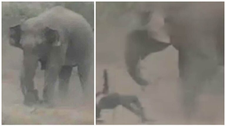 Jharkhand: सेल्फी लेने की कोशिश कर रहे युवक को जंगली हाथियों के झुंड ने पटक-पटककर मार डाला