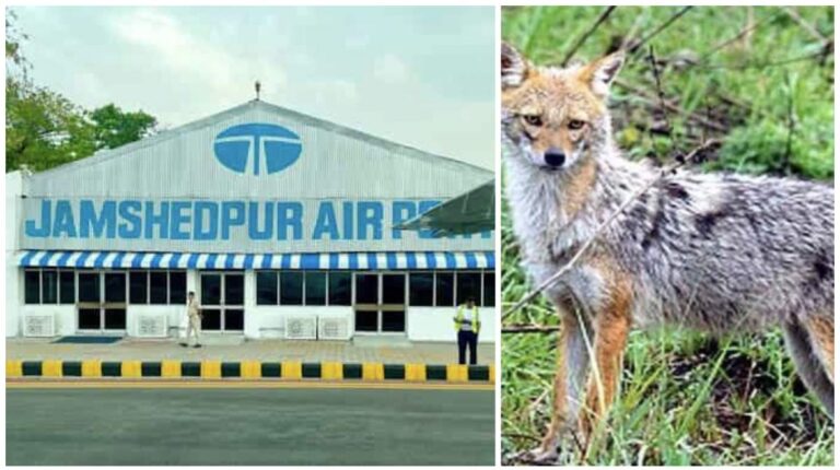 Jamshedpur: राष्ट्रपति द्रौपदी मुर्मू के जमशेदपुर दौरे को लेकर सोनारी हवाई अड्डे के आसपास घूम रहे ‘सियार’ को हटाने का निर्देश, टाटा जू के साथ वन विभाग शुरू करेगा अभियान
