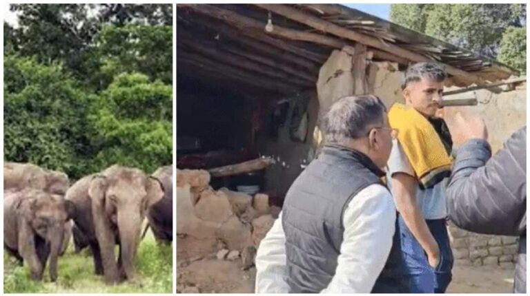 Jharkhand Breaking: जंगली हाथियों के झुंड ने 6 लोगों को कुचल कर मार डाला, मृतकों में एक साल के बच्चे से ले कर 50 साल के ऊपर तक के लोग शामिल