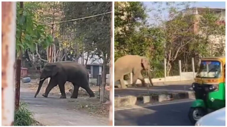 Jharkhand: राजधानी रांची में घुसा जंगली हाथी, मचा हड़कंप,भगाने में जुटी पुलिस और वन विभाग की टीम