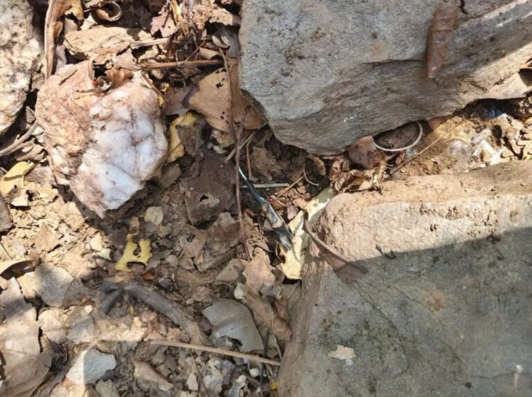 Chaibasa NaXal: सारंडा में सुरक्षाबलों ने नक्सलियों की बड़ी साजिश को किया नाकाम, सर्च ऑपरेशन के दौरान आईईडी बरामद
