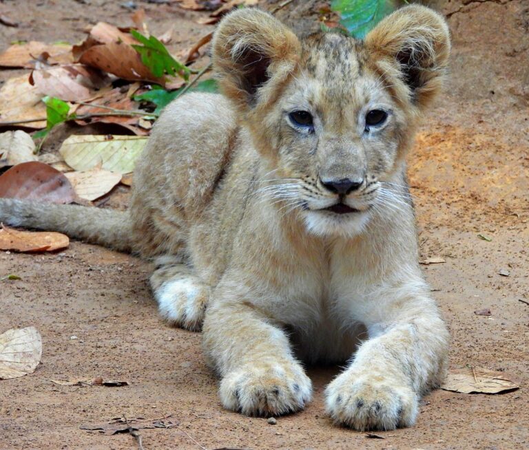 Jharkhand wildlife news :नन्हें शेर शावक का भगवान बिरसा जैविक उद्यान राँची में हार्दिक स्वागत