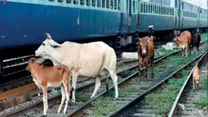 Railway CKP Division: रेलवे ने चक्रधरपुर रेल मंडल में ट्रेनों के विलंब होने की बतायी वजह, मवेशियों को भी ठहराया जिम्मेदार, लोगों से की ये अपील?