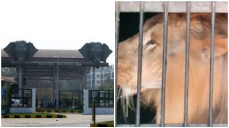 Tata Zoo : टाटा जूलॉजिकल पार्क में अब सैलानी कर सकेंगे हैदराबाद से लाए गए अफ्रीकी शेरों मनोहर और श्रीदेवी का दीदार