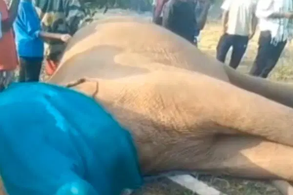 Chaibasa: जगन्नाथपुर के जैंतगढ़ क्षेत्र में एक दंतैल हाथी की संदिग्ध हालत में मौत, जांच में जुटा वन विभाग