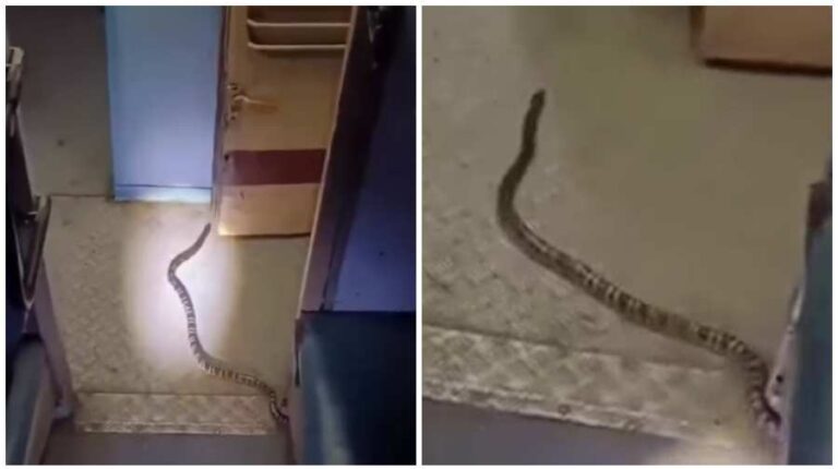 Railway: कटिहार एक्सप्रेस के स्लीपर कोच में करैत सांप, यात्रियों में मची चीख-पुकार , रेल यात्रियों की सुरक्षा पर उठे सवाल