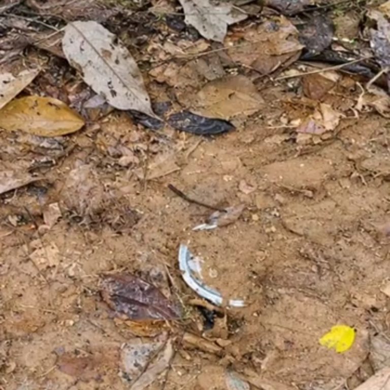 Chaibasa: पश्चिमी सिंहभूम जिले के सारंडा जंगल जमीन में छिपाए गए दो केन बम बरामद, दोनों को सुरक्षित तरीके से किया गया निष्क्रिय